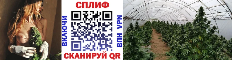 Купить  Красный Сулин  МАРИХУАНА гибрид 